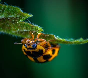 Macro Photography of Brown Insect