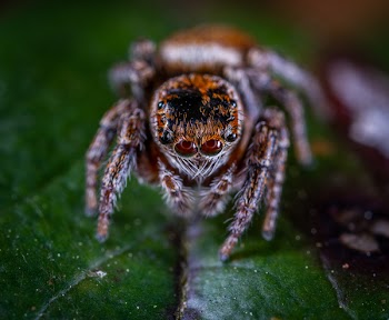 Macro Photography of Brown Jumping Spider Perched on Green Leaf