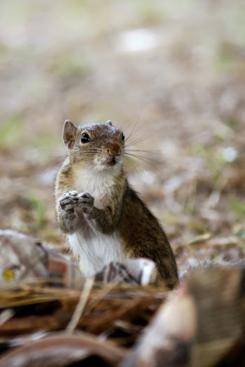 Macro Photography of Brown Rodent