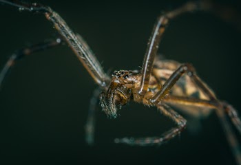 Macro Photography of Brown Spider