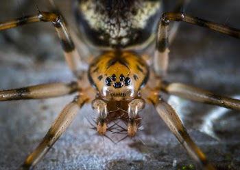 Macro Photography of Brown Spider
