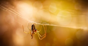 Macro Photography of Brown Spider on Web