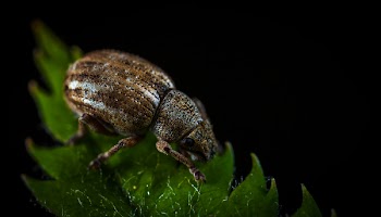 Macro Photography of Brown Weevil on Green Leaf