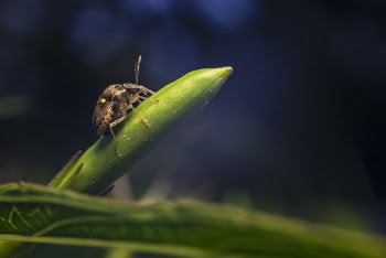 Macro Photography of Brown Weevil on Green Leaf