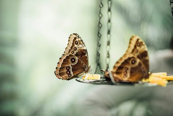 Macro Photography Of Butterfly