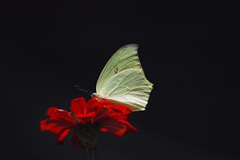 Macro Photography of Butterfly Perching on Flower