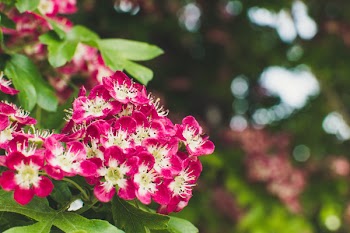 Macro Photography of Cluster of Red Petaled Flowers
