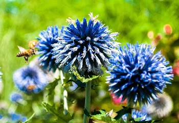 Macro Photography of Common Wasp