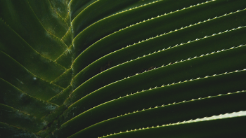 Macro Photography of Cord Leaves