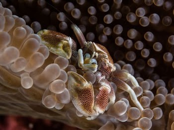 macro photography of crab on seafloor
