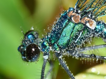 Macro Photography of Damselfly