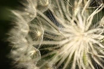 Macro Photography of Dandelion