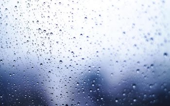 Macro Photography of Dew