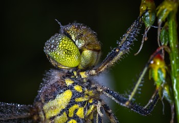 Macro Photography of Dragonfly