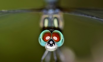 Macro Photography of Dragonfly