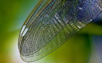 Macro Photography of Dragonfly's Wings