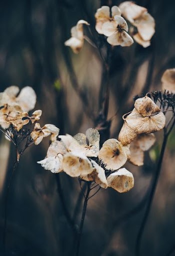 macro photography of dried flowers