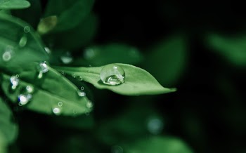 Macro Photography of Droplets on Leaves