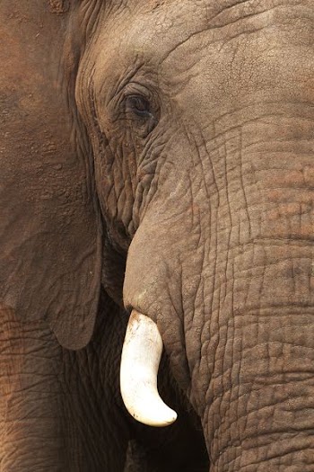 macro photography of elephant