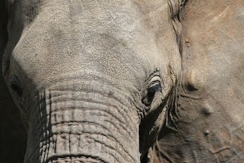 macro photography of elephant