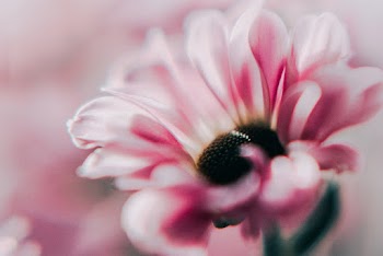 Macro Photography Of Flower