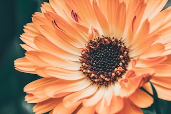 Macro Photography of Flower