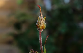 Macro Photography of Flower Bud