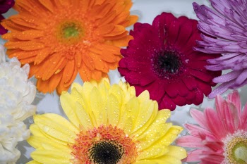 Macro Photography of Flowers
