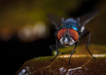 Macro Photography of Fly Perched on Brown Leaf