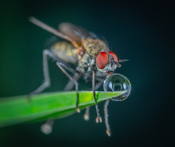 Macro Photography Of Fly Perched On Leaf
