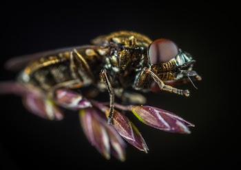 Macro Photography of Fly Perching on Purple Flower