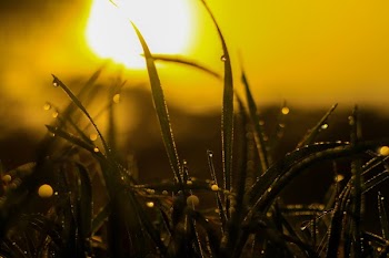 Macro Photography of Grass With Water Dew