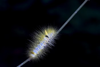 Macro Photography of Gray and Yellow Caterpillar