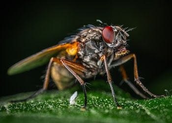 Macro Photography of Gray Fly