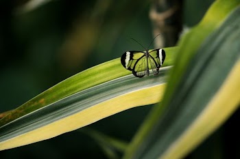 macro photography of green butterfly
