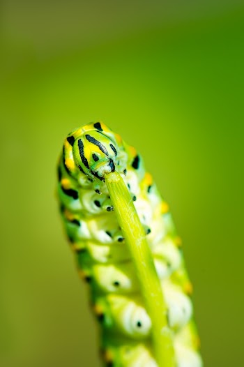 Macro Photography of Green Caterpillar