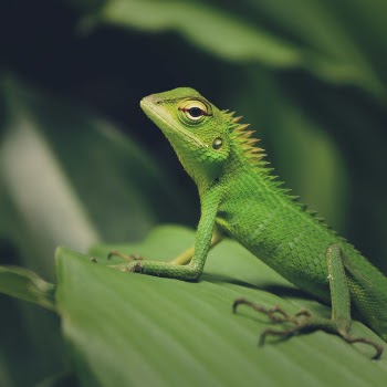 Macro Photography of Green Crested Lizard