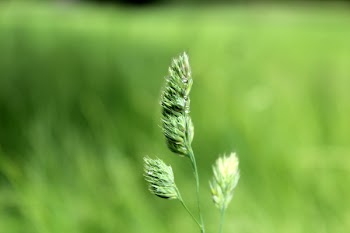 Macro Photography of Green Crowfoot Grass Flower