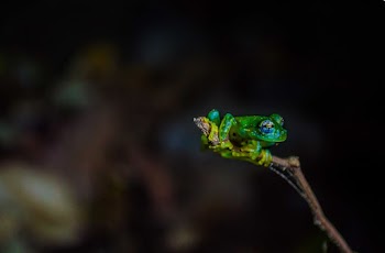 Macro Photography of Green Frog