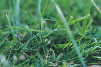 Macro Photography of Green Grass