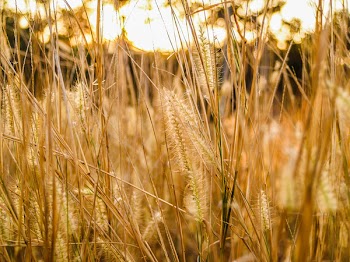 Macro Photography of Green Grass