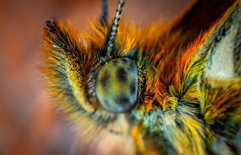 macro photography of green insect