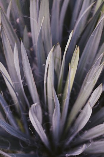 macro photography of green leafed plant