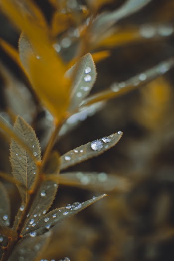 Macro Photography of Green Leafed Plant