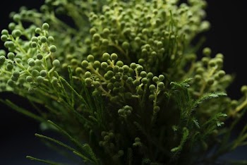 macro photography of green leafed plant