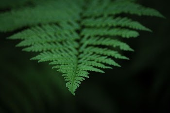 macro photography of green leafed plant