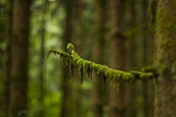 Macro Photography of Green Leaved Tree