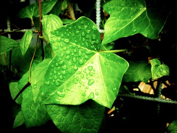 Macro Photography of Green Leaves