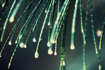 Macro Photography of Green Leaves