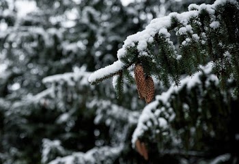 macro photography of green leaves covered by snow